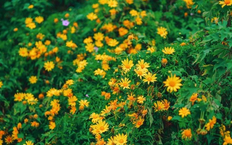 Ngắm hoa dã quỳ vàng rực nơi núi rừng Ba Vì thơ mộng Ngắm hoa dã quỳ vàng rực nơi núi rừng Ba Vì thơ mộng