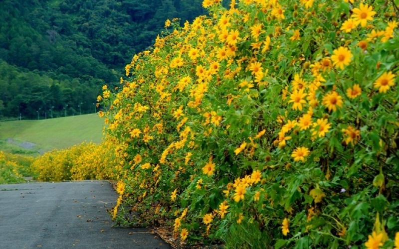 Cùng ngắm nhìn Ba Vì tại thời điểm đẹp nhất trong năm Cùng ngắm nhìn Ba Vì tại thời điểm đẹp nhất trong năm