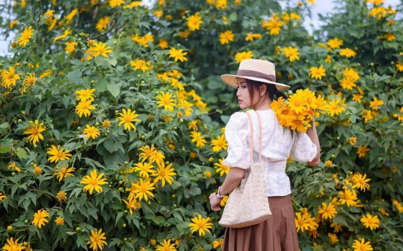 Ba Vì - Địa điểm chụp ảnh hoa dã quỳ chill nhất dịp cuối năm