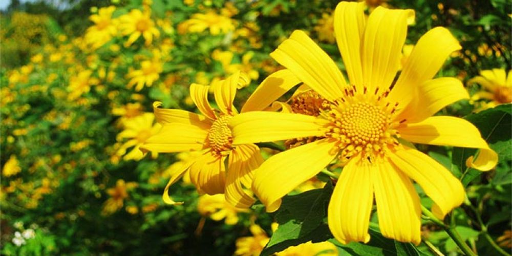 Tận hưởng trọn vẹn mùa hoa Dã Quỳ chỉ từ 500k tại Le Farm Homestay Ba Vì