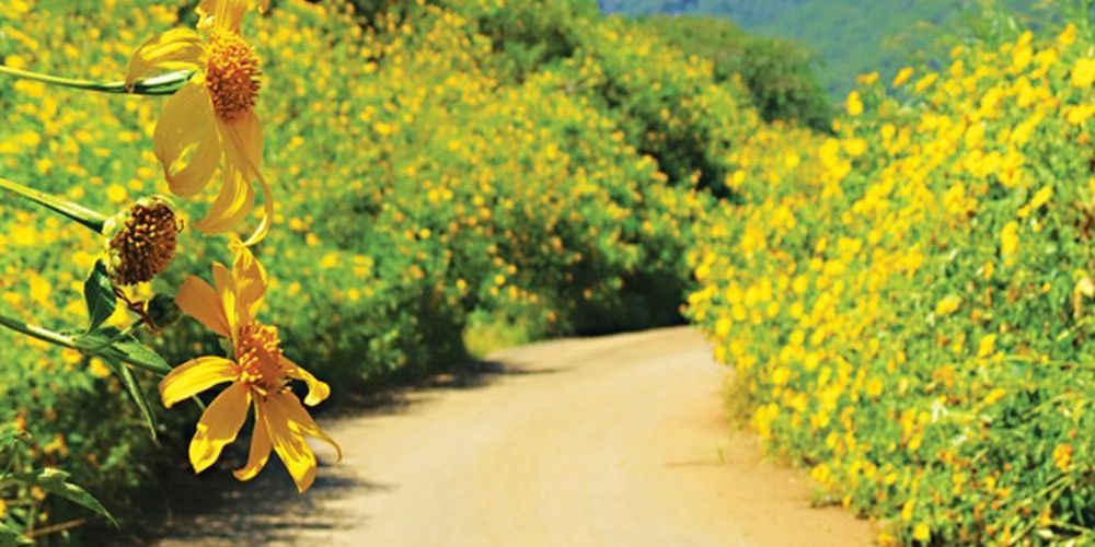 Lãng mạn vẻ đẹp Ba Vì những ngày thu sang