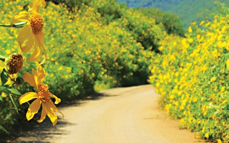 Lãng mạn vẻ đẹp Ba Vì những ngày thu sang Lãng mạn vẻ đẹp Ba Vì những ngày thu sang