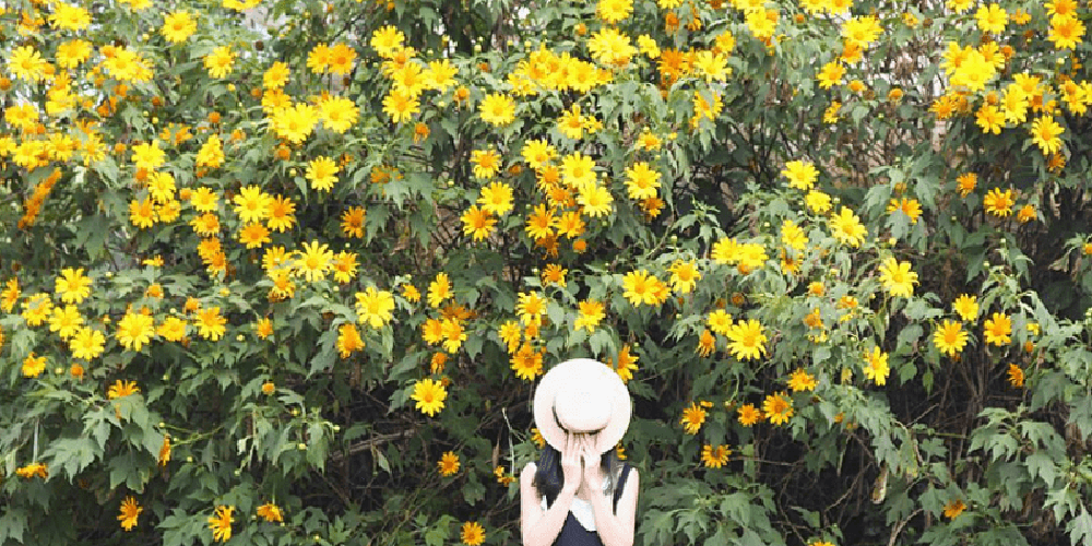 Tất tần tật kinh nghiệm săn hoa dã quỳ Ba Vì bạn không nên bỏ qua